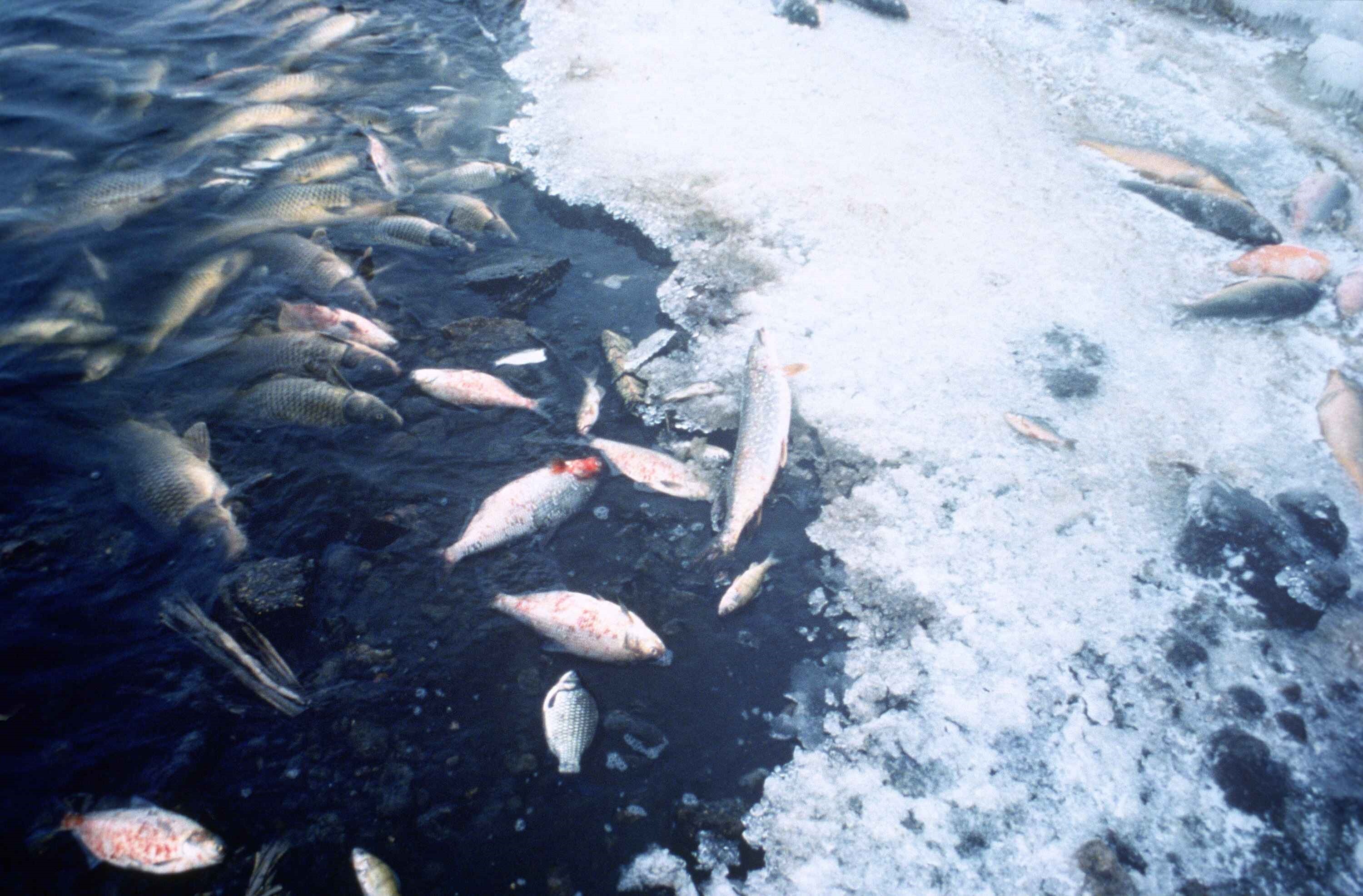 Windalco representative missing from ‘fish kill’ hearing —  rescheduled for September