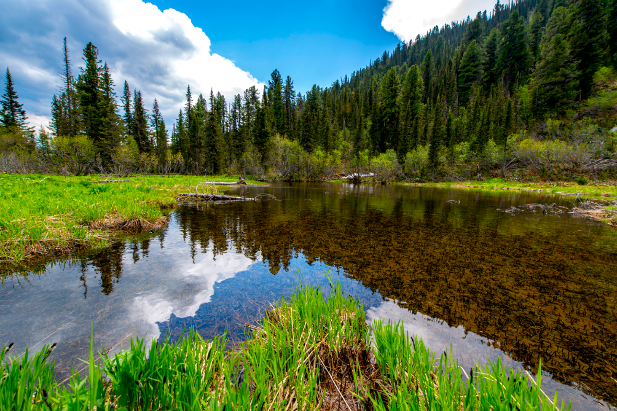 World Wildlife Day sparks the emergence of new biodiversity support and conservation programme