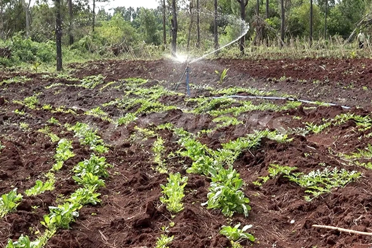 Nawailevu bauxite mining site in Fiji sails on a sustainable path