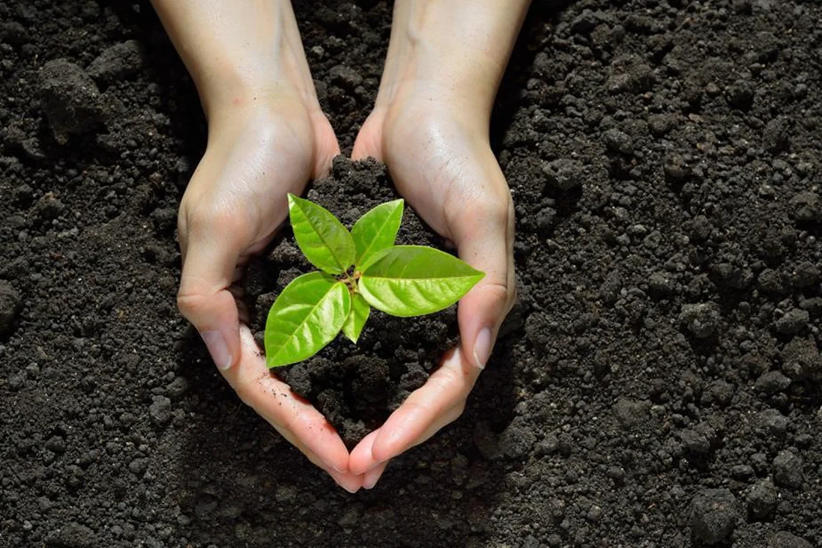 Discovery Bauxite continues its reforestation efforts, plants large number of trees